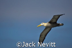 Albatross in flight by Jack Nevitt 